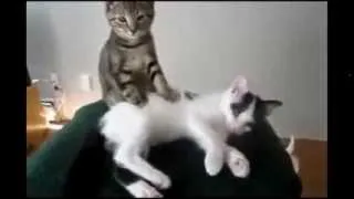 20 мин НЕРЕАЛЬНОГО СМЕХА с котами, март 2014 Funny Cats Compilation 20 min Часть 4