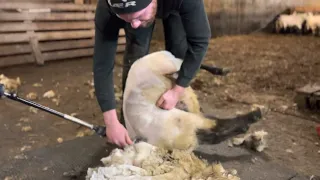 Shearing school Iceland trip