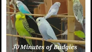 30 minutes of Budgies Playing Singing in their Aviary