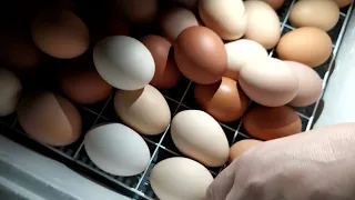 Просвечиваем яйца 5-6 день инкубации. Яйца подложила на второй день дополнительно.