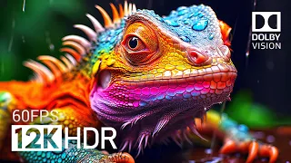 Dolby Vision 12K HDR SUPER ULTRA HD 60fps at Maximum Brightness