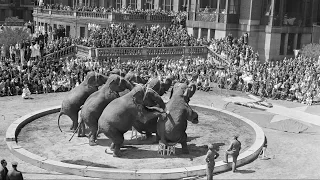 Elephants No Longer to Perform at Barnum & Bailey Circus