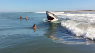 This Shark Devoured a Girl Skinny Dipping In The Ocean