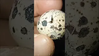 Incubación de huevos de codornices.