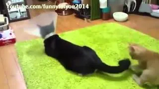 The Funny Cats Compilation 2014 - Funny Cat Videos