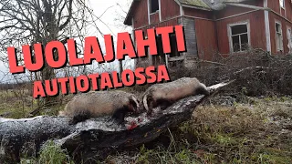 Mäyrän metsästys | PROHUNTFIN