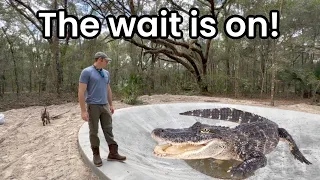 When are we getting alligators!?