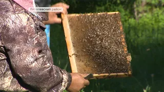 В Приморье начали качать липовый мёд