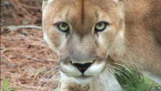 Mountain Lion Species Spotlight