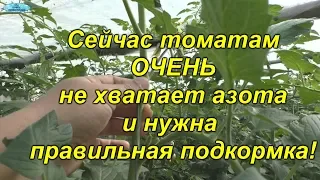 Если срочно не принять сейчас меры, то часть урожая томатов можно потерять!