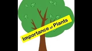 Importance of Plants to humans and animals in everyday's life