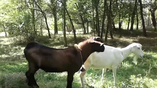 Уж замуж невтерпеж... Goats are getting married!