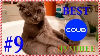 ЛУЧШИЕ КОУБЫ ЗА ОКТЯБРЬ BEST IN COUB OCTOBER SweetCoub #9