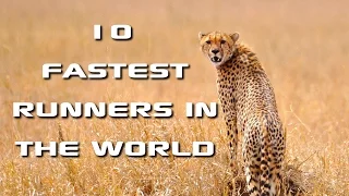 Top 10 Fastest Animals in the World: Fastest Runners in the Animal Kingdom - FreeSchool