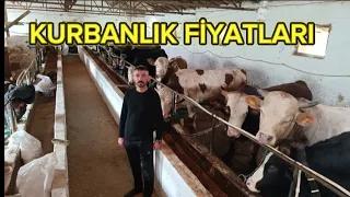 KURBANLIK FİYATLARI 2024 KIRIKKALE BÜYÜKBAŞ VE KÜÇÜKBAŞ