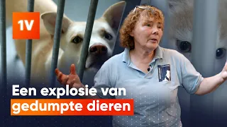 Dierenasiels slaan alarm over afgedankte coronahuisdieren