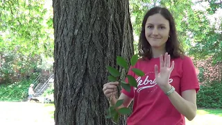 Tree identification: American elm