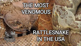 The most venomous rattlesnake in the USA - deadly Mojave rattlesnake vs. Western Diamondback