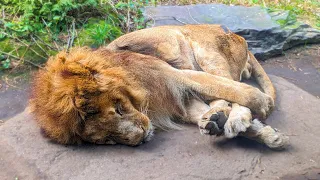 お昼寝を楽しむおじいちゃんライオンの寝顔は超ド級の可愛さだった【ライオン】Lion
