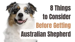 8 Things To Consider Before Getting Australian Shepherd