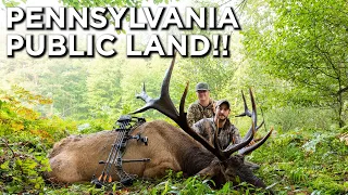 Pennsylvania Public Land Bull With A Bow!!
