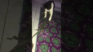 Funny Cat got scared by a crocodile toy!