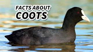 Coot Facts: NOT a DUCK | Animal Fact Files