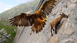 15 Most Deadly Eagle Attacks In The World