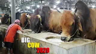 Biggest Cow Farm in Bangladesh 2020 | AL Madina Cattle Farm 2020 | Big big cow 2020