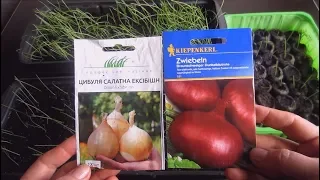 Лук ЭКСИБИШЕН 🌱. Первая стрижка рассады .