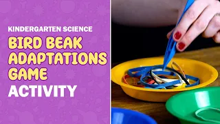 Bird Beak Adaptations Game For Kindergarten Science | Ms. Shelley's Science Show | NGSS