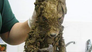 Workers Thought They’d Found A Muddy Puppy  But They Cleaned It Off And Got The Cutest Surprise