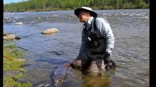 Taimen fishing in Mongolia