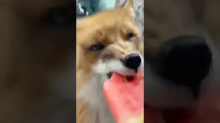 Fox eats watermelon.