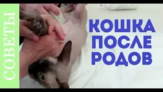 Что случилось с кошкой после родов? Советы ветеринара.