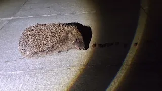 nightly feeding hedgehogs in my garden