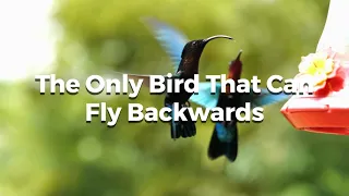 The Only Bird That Can Fly Backwards