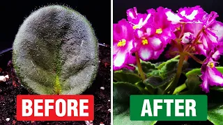 Watch African Violets Bloom: Leaf Propagation Time-Lapse - Create New Plants!