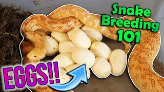 Snake Breeding Part 5: How to Incubate Eggs!