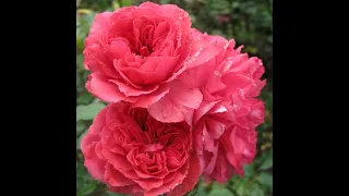 ранневесенняя подкормка роз после обрезки, питомник роз полины козловой -   rozarium.biz