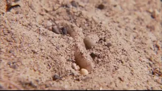 The Scorpion   National geographic full documentary  HD 2020
