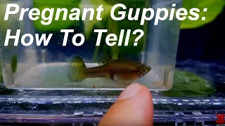 Pregnant Guppies: How To Tell?