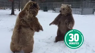 30 Minutes Of HILARIOUS & HUGGABLE Bears