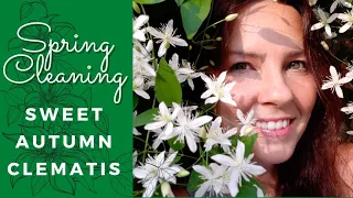 How to Quickly Spring Clean Sweet Autumn Clematis Tutorial Video • Growing Home Gardening