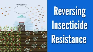 Using CRISPR/Cas9, scientists created a method to reverse insecticide resistance