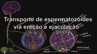 Transporte de espermatozóides via ereção e ejaculação | Vida e evolução | Khan Academy
