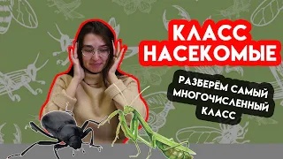 Насекомые | Зоология #11 | ЕГЭ БИОЛОГИЯ