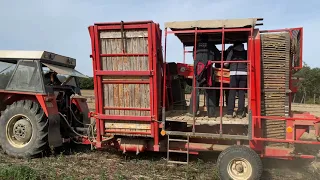 🥔🥔 Bramborová kampaň 2023 | Zetor 7011 + Bramborový kombajn Agrostroj Pelhřimov SB 101