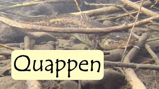 Die Quappe - ein urzeitlicher Winterfisch | #Angeln mit Martin Maschka