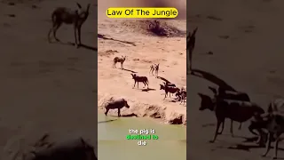 Survival Battle: Wild Boar Faces Dire Situation | Crocodile Attack | Law Of The Jungle #mrahery